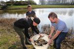Karperuitzet in de Kortrickvijver